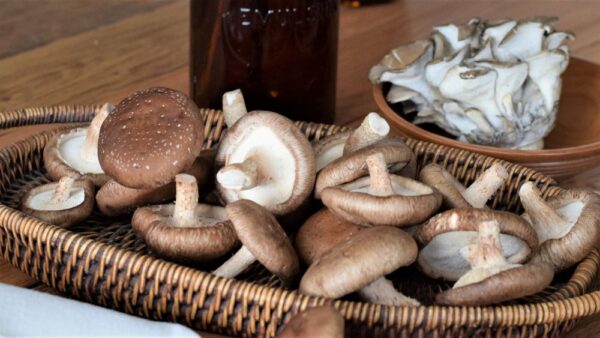 Mushroom Supplements